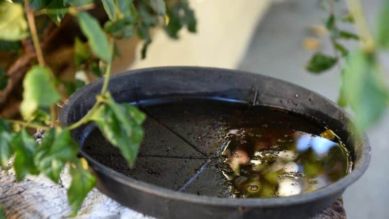 אתרי רביית יתושים: כיצד לזהות ולחסל אותם